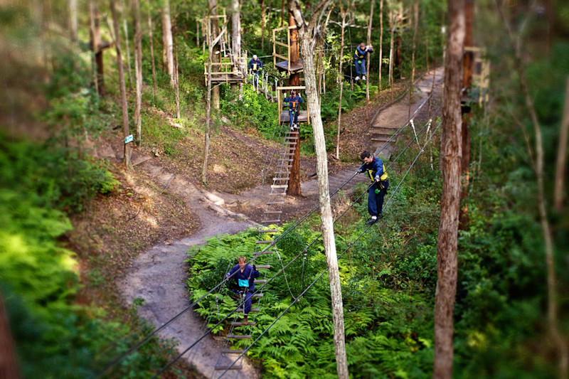 TreeTop Challenge: Gold Coast
