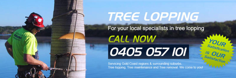 Clean Cut Tree Services: Gold Coast