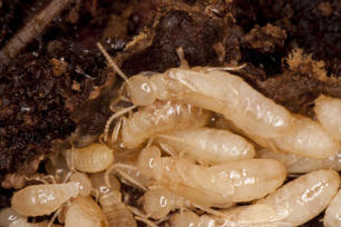 Pest Control Partners