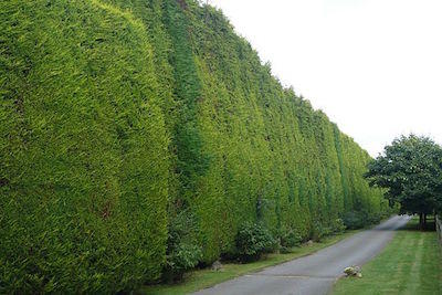 Melbourne Best Tree Services