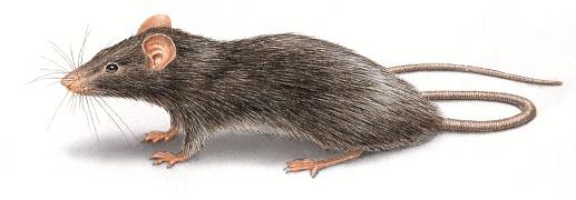 Rodent Pest Control