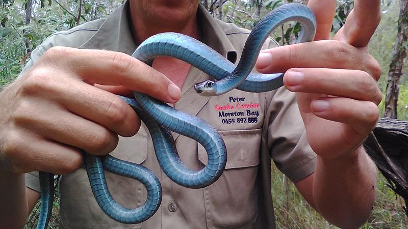 Snake Catcher Moreton Bay