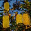 Divine Plants Online
