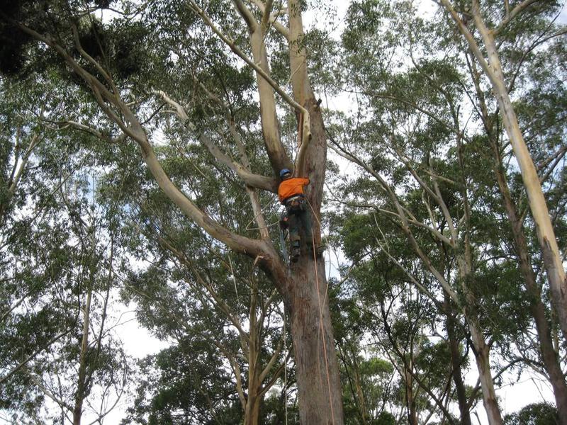 Nambucca Tree Recycling
