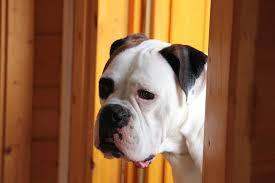 Paw Pet Doors Perth