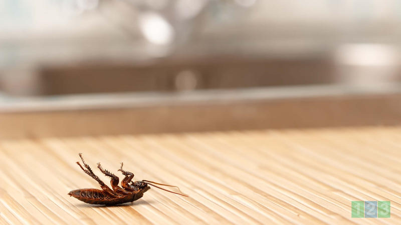 123 Pest Control Brisbane