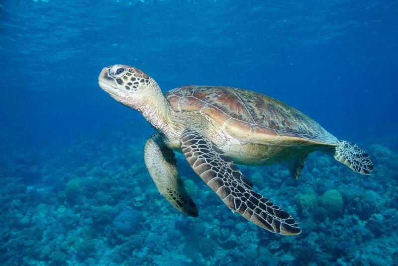 Matador Whitsundays