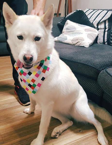 Faithful Friends Dog Grooming