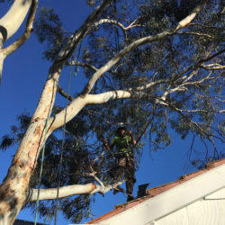 Joe's Tree Service