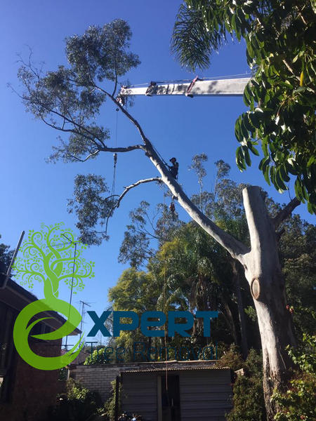 Expert Tree Removal