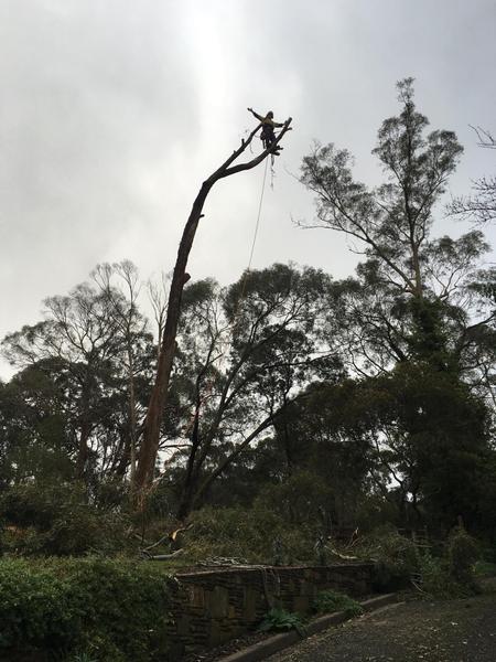 Cutting Edge Tree Management