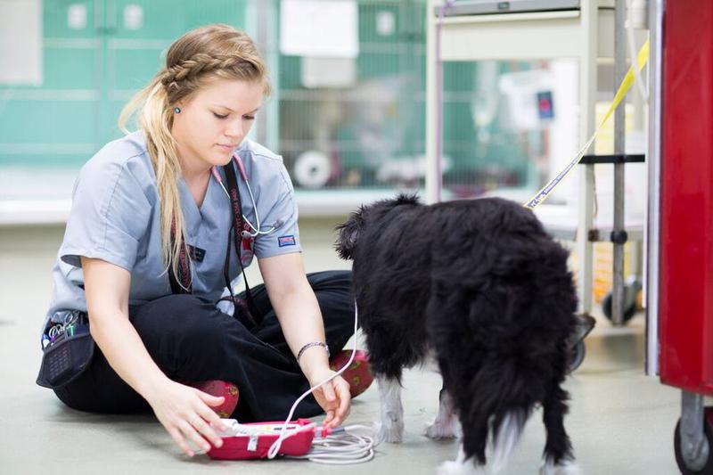 Brisbane Veterinary Emergency & Critical Care Services
