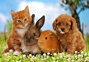 Paw Prints Veterinary Clinic