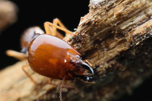 Detail Pest Control
