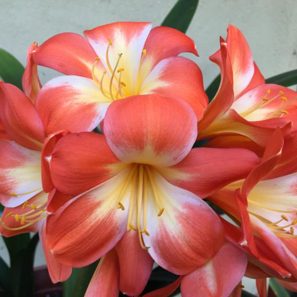 Clivia Market