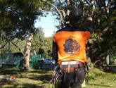 Aura Tree Services Pty Ltd