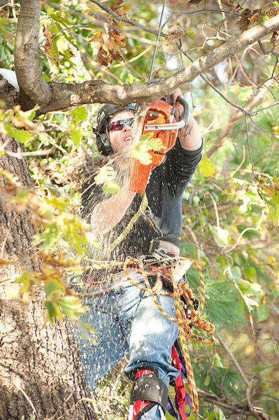 Capalaba Tree Removal: Woolloongabba
