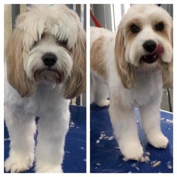 Snip Dog Grooming Studio