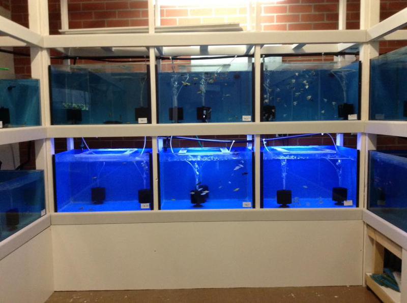 Going Troppo Fish & Pets