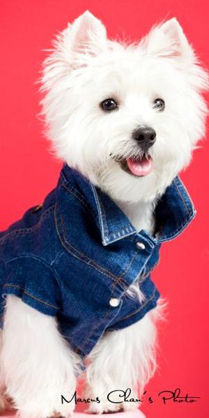 Dogaholic Dog Grooming