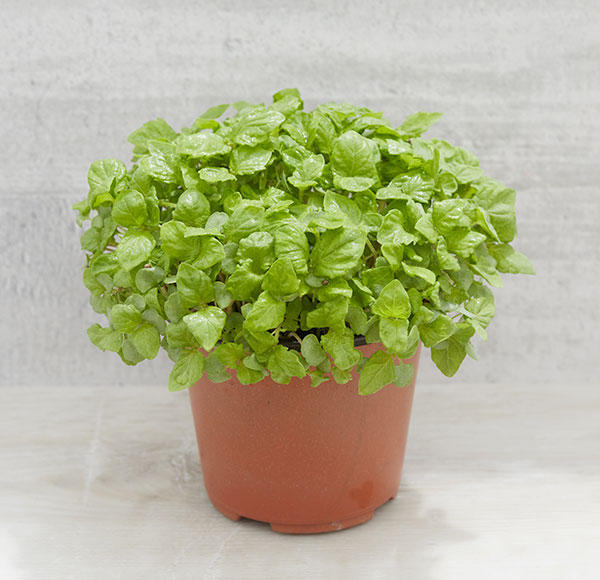 Pocket Herbs & Produce
