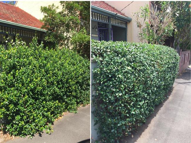 Gardening Service Sydney