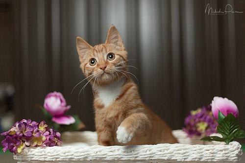 Pawfect Print Photography