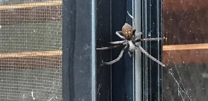 Proven Pest Control: Sydney