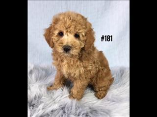 Puppy Palace Pet Shop