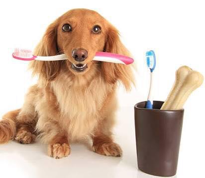 The Pet Practice