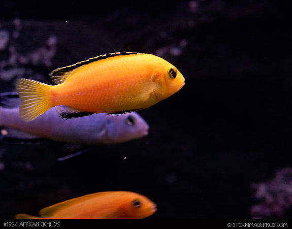 Sydney Discus World Aquariums
