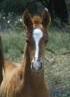 Chittering Gully Stud logo