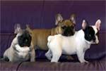 Doro Frenchies