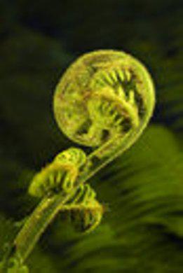 Maree Beattie-Naturopath logo