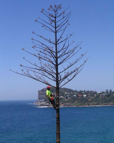 Precision Tree Services Pty Ltd