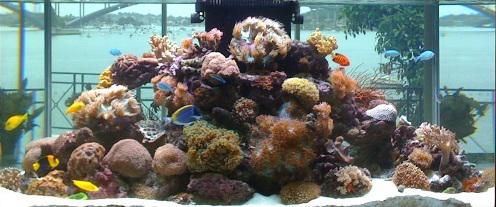 Angelfish Aquariums