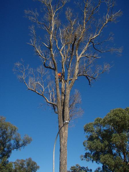 King's Tree Care