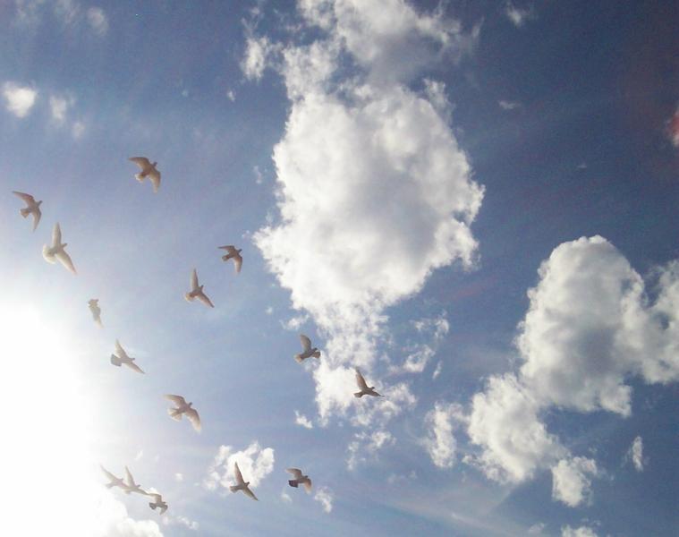 Doves Away
