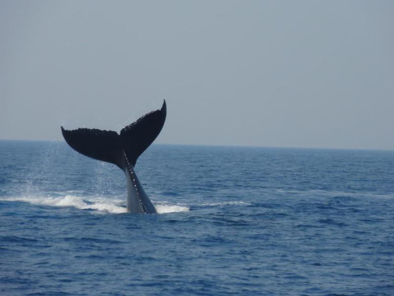 Brisbane Whale Watching