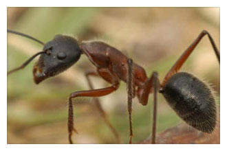 Trimec Pest Solutions