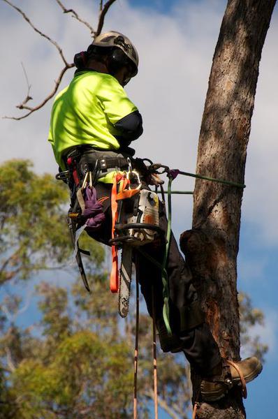 Tree Industries