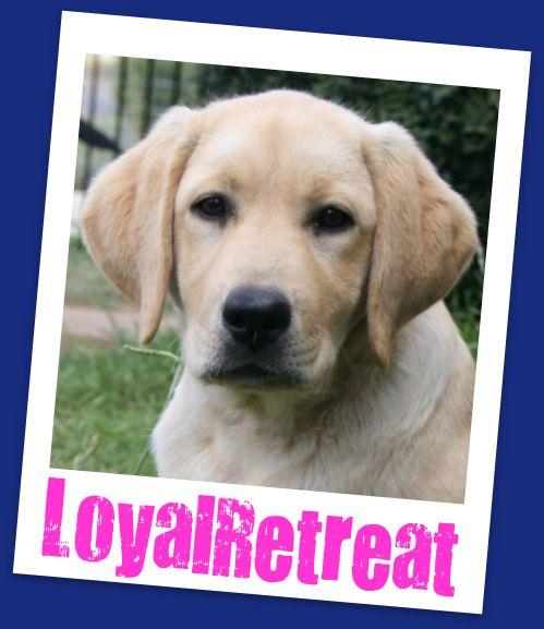 LoyalRetreat