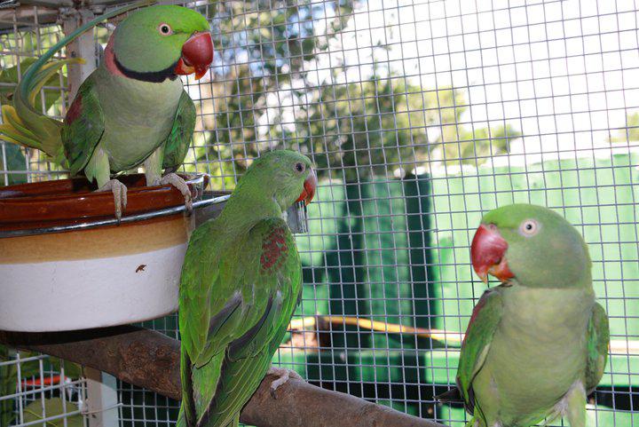 Handraised Exotic Birds