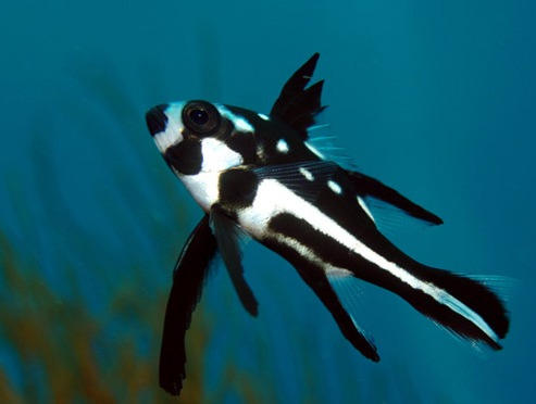 Total Aquarium