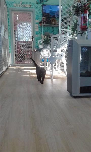 Blue Mountains Pet Resort