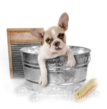 Scruffy Puppy Mobile Dog Grooming