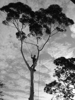 Sydney Tree Works