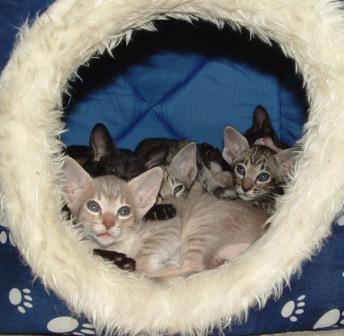 Seki Cats