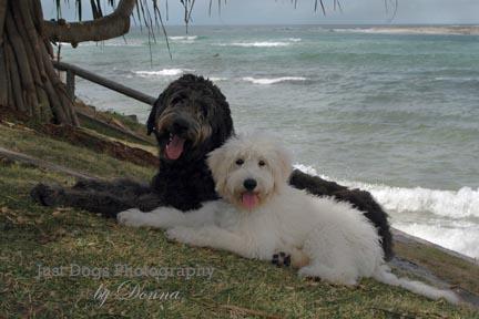 Just Dogs Photography