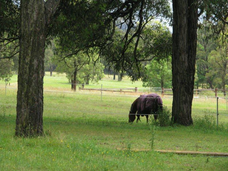 Jocida Park Horse Agistment